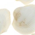 Floristik24 Deco Shell White Skutočné mušle v rafiovej sieti deco maritime 400g