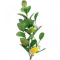 Floristik24 Ozdobná citrónová vetvička s kvetmi a plodmi V68cm