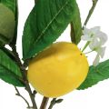 Floristik24 Ozdobná citrónová vetvička s kvetmi a plodmi V68cm