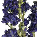 Floristik24 Delphinium sušené, suché kvetinárstvo, delphinium blue L64cm 25g