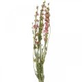 Floristik24 Sušený kvet delphinium, Delphinium pink, suché kvetinárstvo L64cm 25g