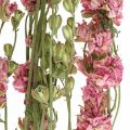 Floristik24 Sušený kvet delphinium, Delphinium pink, suché kvetinárstvo L64cm 25g