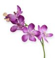 Floristik24 Orchidea fialová 38cm
