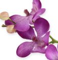 Floristik24 Orchidea fialová 38cm
