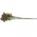 Floristik24 Bodliakový kvet umelá stonka ružový 10 hlávok 68cm 3ks