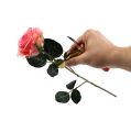 Floristik24 Odstraňovač tŕňov ruží s nožom