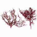 Floristik24 Deco vetvička koralová vetvička červená praná biela 500g