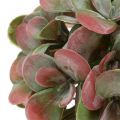 Floristik24 Echeveria guličky zelené, červené Ø14cm 4ks