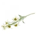 Floristik24 Edelweiss umelý kvet biely vločkovaný 38cm