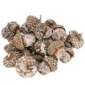 Floristik24 Žalude, prírodný produkt na dekoráciu, obielené, 1-3 cm, 300 g