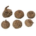 Prírodné žaluďové čiapky, dekoratívne misky na jeseň a advent, 2 cm, 300 g | Floristik24.sk