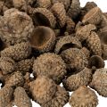 Prírodné žaluďové čiapky, dekoratívne misky na jeseň a advent, 2 cm, 300 g | Floristik24.sk