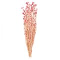 Floristik24 Dekorácia jahodový bodliak staroružové sušené kvety ružové 50cm 100g