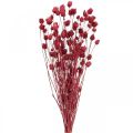 Floristik24 Sušené kvety Pestrec červený Pestrec jahodový farebný 100g