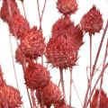Floristik24 Sušené kvety suchý bodliak jahodový bodliak svetloružový 100g