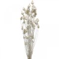 Floristik24 Sušené kvety Pestrec biely sušený Pestrec jahodový farebný 100g