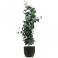 Floristik24 Eukalyptus v črepníku umelá rastlina Umelá rastlinná dekorácia V87cm