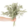 Umelá vetvička eukalyptu, dekoratívna vetvička do vázy a kytice, 49 cm, 4 kusy | Floristik24.sk