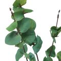Floristik24 Eukalyptová vetva umelý eukalyptus zelený 64cm