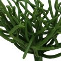 Floristik24 Euphorbia pick zelený 19cm 4ks