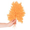 Sušené konzervované listy papradia na kvetinárstvo a jesennú dekoráciu, 42 cm, 10 kusov | Floristik24.sk