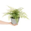 Umelá papraď v kvetináči do obývačky a kancelárie, 35 cm | Floristik24.sk