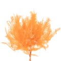 Konár papradia, konzervovaná papraď, sušená dekorácia na aranžmány, 60 cm, 10 kusov | Floristik24.sk