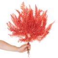 Paprade, konzervované sušené kvety, jesenná dekorácia, 60 cm, 10 kusov | Floristik24.sk