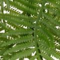 Umelá vetvička papradia, dekoratívna zelená rastlina na kvetinové aranžmány, 80 cm | Floristik24.sk