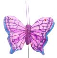 Floristik24 Motýľ z peria 6cm farebný zadoček. 24h