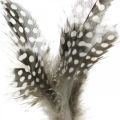 Floristik24 Ozdobné pierka bodkované na palici pravé perličkové perie 4-8cm 24ks