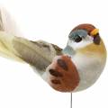 Floristik24 Vtáčik na drôte 5,5cm farebný 9ks