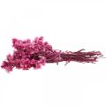 Floristik24 Mini slamený kvet ružový sušený skalný kvet V20cm 15g