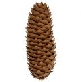 Smrekové šišky prírodné 5kg borovicové šišky | Floristik24.sk