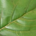 Umelý Ficus lyrata 120 cm dekoratívny do obývačky | Floristik24.sk