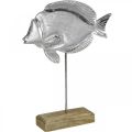 Floristik24 Dekoračná rybka, námorná dekorácia, ryba zo strieborného kovu, farba prírodná V28,5cm