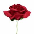 Floristik24 Penová ruža Ø4,5cm červená 36str