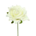 Floristik24 Penová ruža Ø7,5cm krémová 18ks