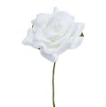 Floristik24 Penová ruža Ø 7,5cm biela 18ks