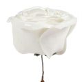 Floristik24 Penová ruža biela s perleťou Ø10cm 6ks