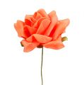 Floristik24 Penová ruža Ø 10cm oranžová 8ks