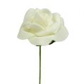 Floristik24 Penová ruža Ø3,5cm krémová 48ks