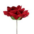 Floristik24 Penová ruža penová ruža červená Ø15cm 4ks