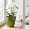 Kvetináč na orchideu lesklý Ø12,5cm olivovo zelený 1 kus | Floristik24.sk