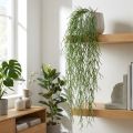 Ozdobné úponky, koralový kaktus, umelý vešiak Rhipsalis Green L120cm | Floristik24.sk