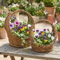 Kvetináč s rúčkou, dizajn viniča, D18/22 cm, sada 2 kusov | Floristik24.sk