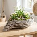 Rastlinná loďka rastlina vlna ratan prírodný biely 45x16cm | Floristik24.sk