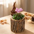 Kvetináč z dreva a kôry, trpaslík, hrdza, V24 cm | Floristik24.sk