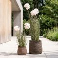 Umelé kvety dekoračný guľový kvet allium okrasná cibuľa umelá 54cm | Floristik24.sk