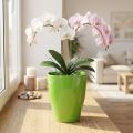 Kvetináč na orchideu lesklý Ø12,5cm limetkový 1 ks | Floristik24.sk